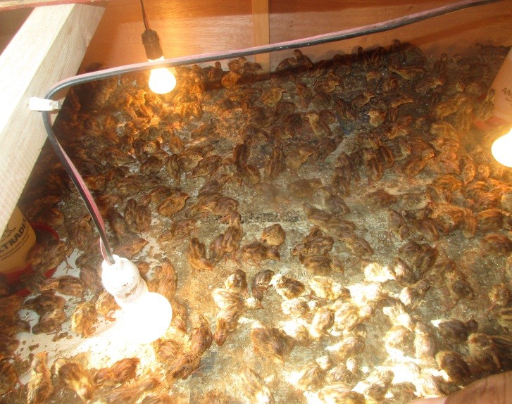 Bantuan Usaha Peternakan Burung Puyuh RT.001-RW.02; Kelompok Yulis Paul (Tahun 2016)